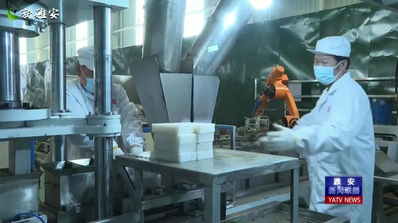 有关于 厚积薄发 起步提速 全力以赴备战春茶季的相关信息(3)