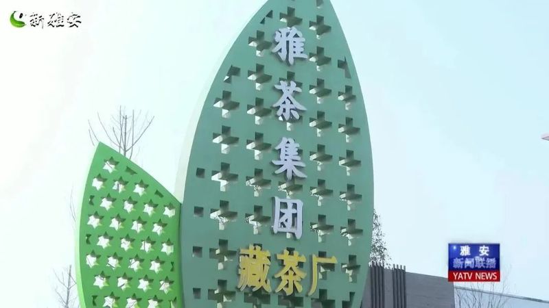 有关于 厚积薄发 起步提速 全力以赴备战春茶季的相关信息(5)