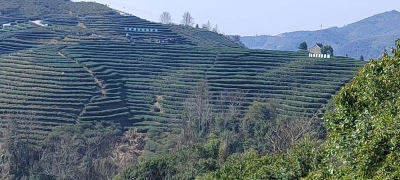 关于福鼎贯岭镇西山村：荒废茶园高标准改造升级，为村财“造血”的资讯(1)