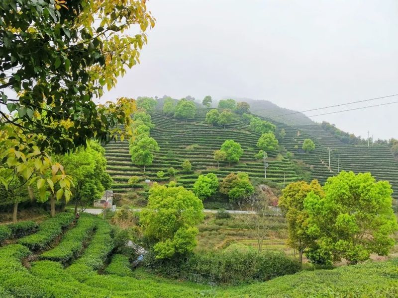 关于福鼎贯岭镇西山村：荒废茶园高标准改造升级，为村财“造血”的资讯