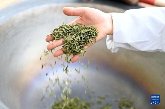 关于广西三江:春茶开采的最新消息(1)