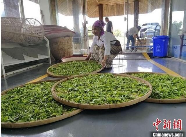 关于云南打造“茶业强省”:2025年云茶全产业链产值实现翻番的消息(1)