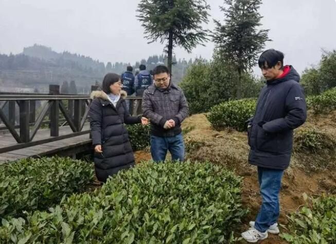 关于人勤春来早,春茶备采忙——“科创凉都”市科协智库专家服务活动的信息(2)