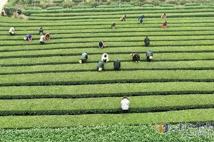 关于2023年全国春茶采摘时间合集,各地春茶发展情况一览!的信息(17)