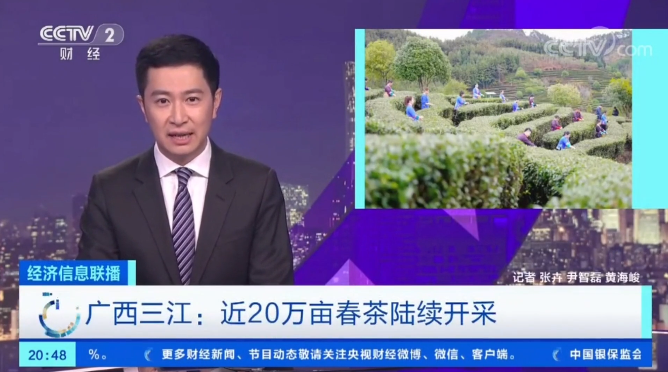 关于2023年全国春茶采摘时间合集,各地春茶发展情况一览!的信息(14)