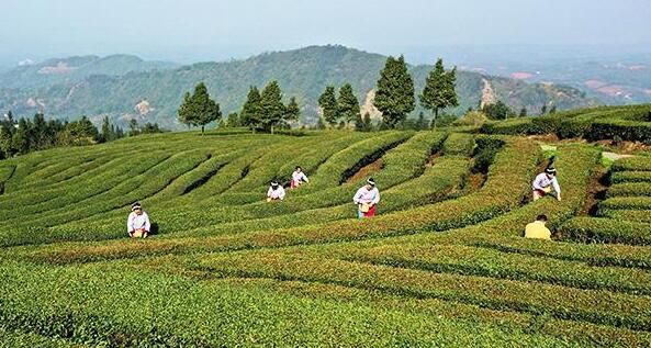 有关于泸州纳溪：“一叶”成“一业”以茶致富因茶兴业的相关信息(2)