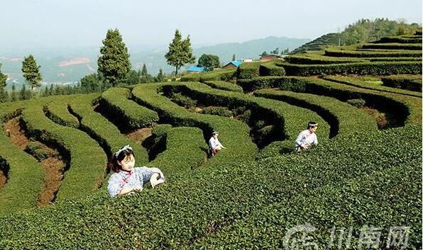 有关于泸州纳溪：“一叶”成“一业”以茶致富因茶兴业的相关信息(1)