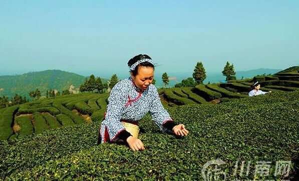 有关于泸州纳溪：“一叶”成“一业”以茶致富因茶兴业的相关信息