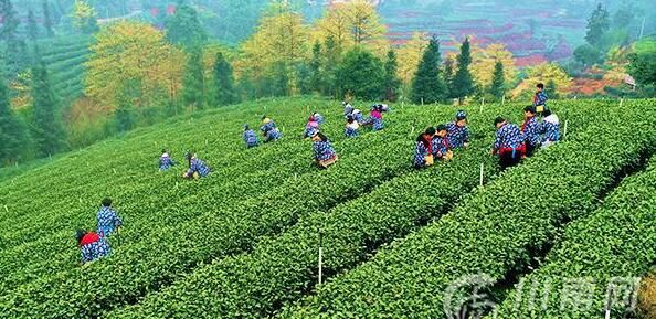 有关于泸州纳溪：“一叶”成“一业”以茶致富因茶兴业的相关信息(3)
