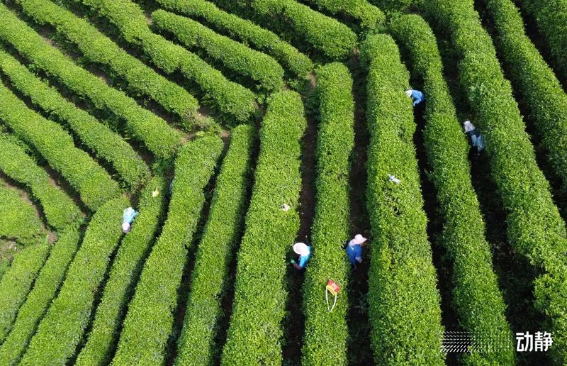 关于“春茶上市”火热,到底是什么给了贵州茶自信?的消息(5)