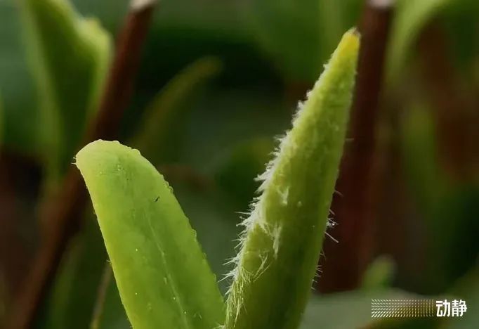 关于“春茶上市”火热,到底是什么给了贵州茶自信?的消息(6)