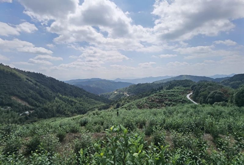 有关于山海协作，滨江区助力泰顺县打造首个“共富茶园”的资讯