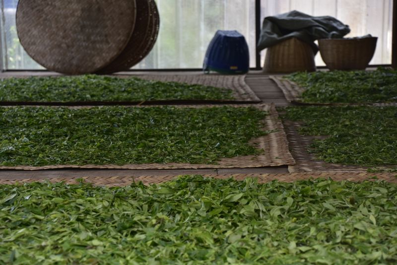 关于2023年墨江迷帝古树茶春茶多少钱的相关信息(3)