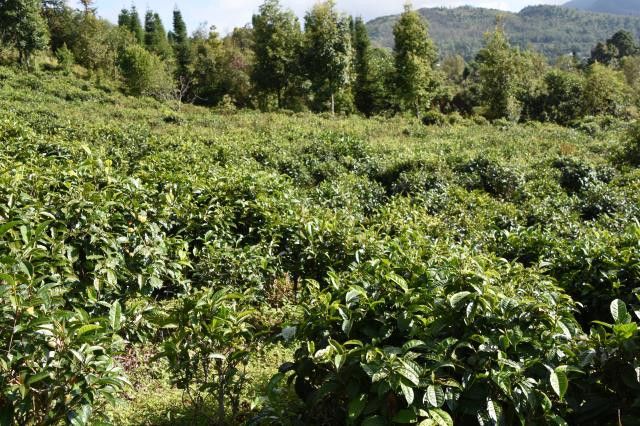 有关于章家三队2023年普洱春茶价格多少钱的最新消息