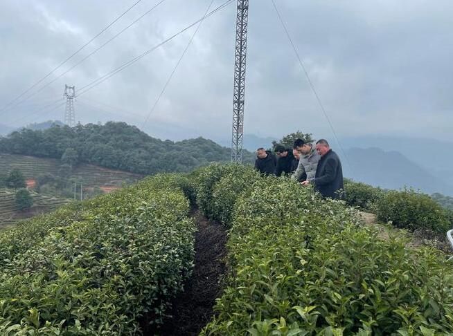有关于鹤溪街道：科技特派员深入茶园开展春茶开采前技术指导的相关内容