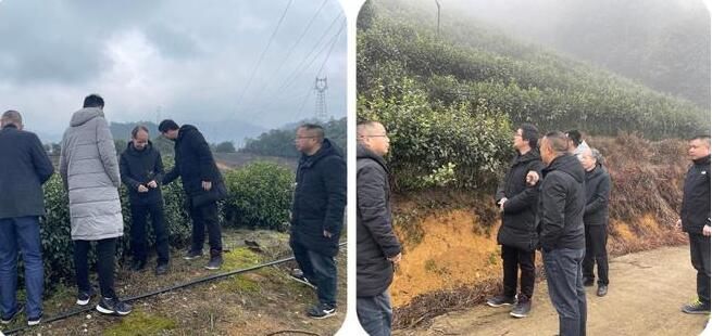 有关于鹤溪街道：科技特派员深入茶园开展春茶开采前技术指导的相关内容(1)