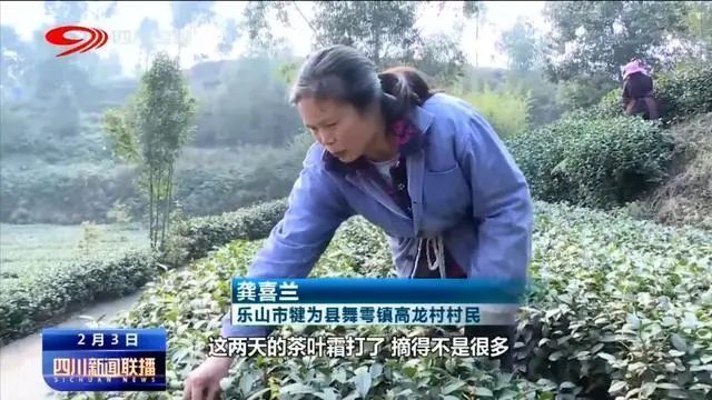 关于鲜鲜鲜!2023春茶开采啦!的内容(6)
