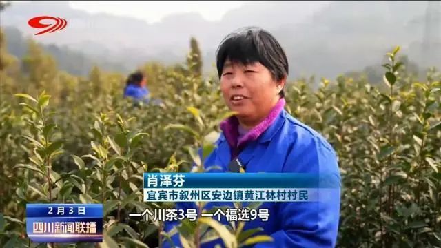 关于鲜鲜鲜!2023春茶开采啦!的内容(5)
