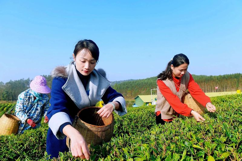 关于鲜鲜鲜!2023春茶开采啦!的内容(2)
