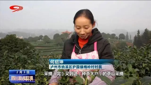 关于鲜鲜鲜!2023春茶开采啦!的内容(4)