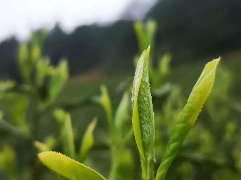 有关于2023贵州茶行业龙头企业品牌助力行动正式启动的消息(2)