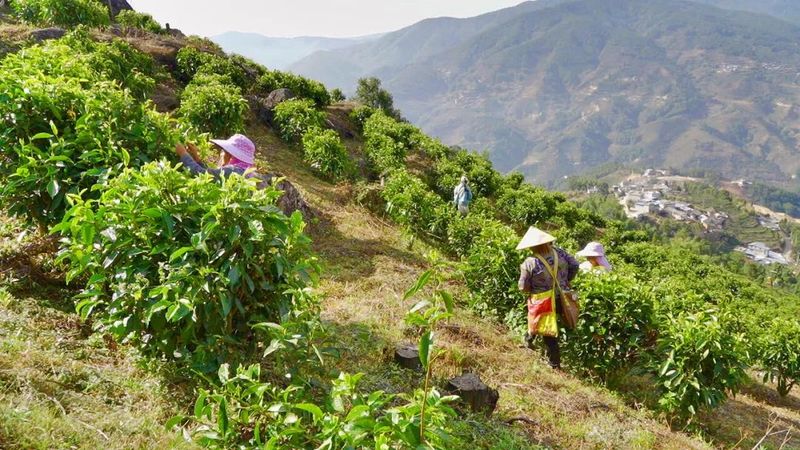 有关于马台乡：5.6万亩茶园迎春吐绿采茶忙的新闻(3)