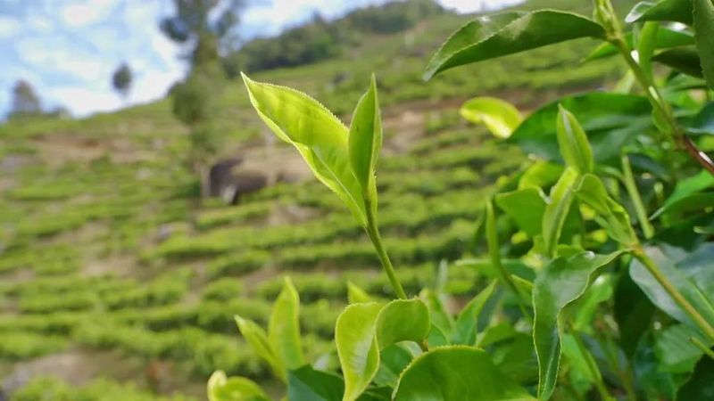 有关于马台乡：5.6万亩茶园迎春吐绿采茶忙的新闻