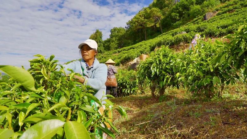 有关于马台乡：5.6万亩茶园迎春吐绿采茶忙的新闻(1)