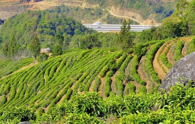 有关于马台乡：5.6万亩茶园迎春吐绿采茶忙的新闻(2)
