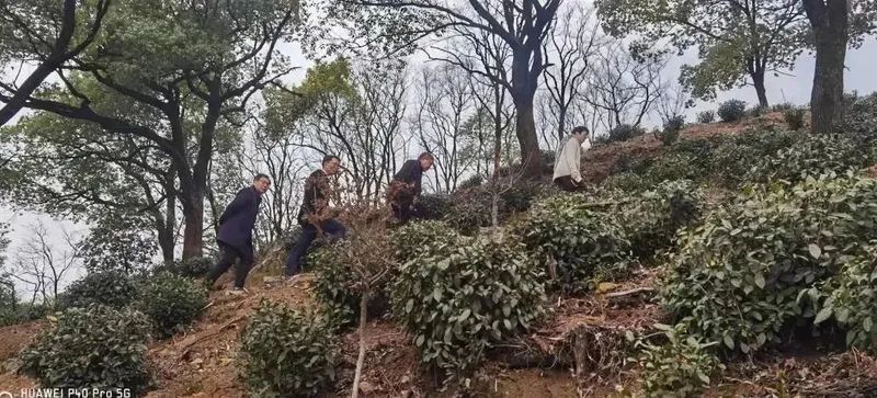 关于许岳荣赴义桥镇调研茶产业发展情况的新闻(2)