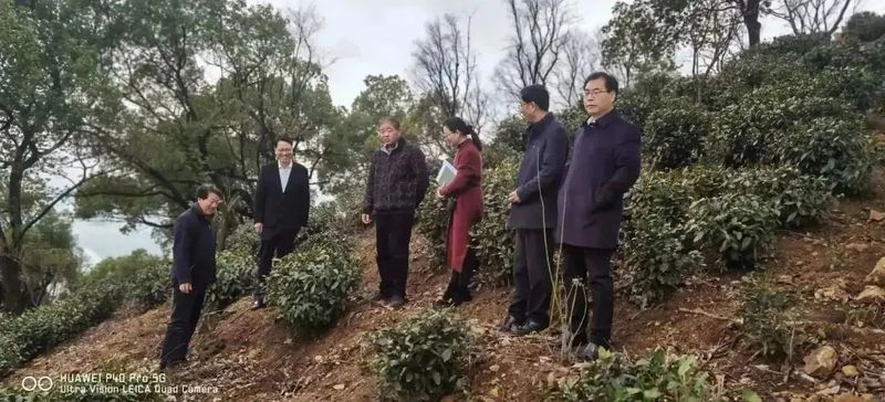 关于许岳荣赴义桥镇调研茶产业发展情况的新闻(1)