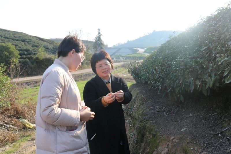 关于气象服务春茶采摘 助力茶农“趋利避害”的信息