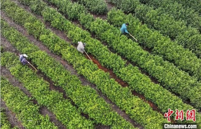 关于安徽黄山:茶园春管忙的内容(4)