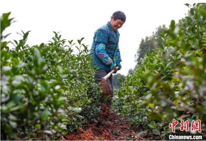 关于安徽黄山:茶园春管忙的内容(1)