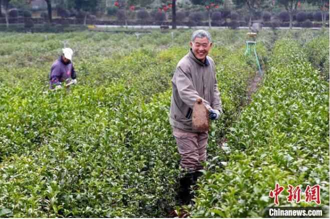 关于安徽黄山:茶园春管忙的内容(2)