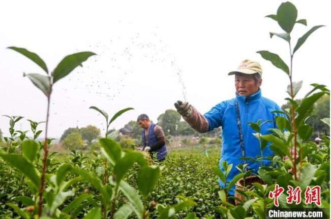 关于安徽黄山:茶园春管忙的内容