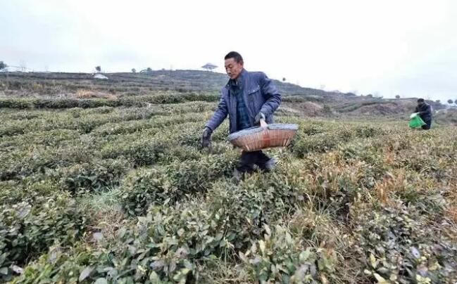 有关于保康：人勤春来早 茶园春管忙的内容(1)