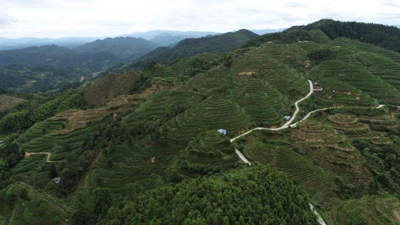 有关于两汪乡:茶园基地点“新绿” 干群协作植树忙的内容(2)