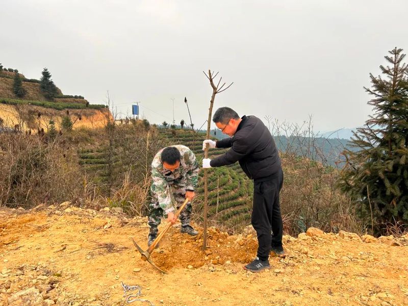 有关于两汪乡:茶园基地点“新绿” 干群协作植树忙的内容
