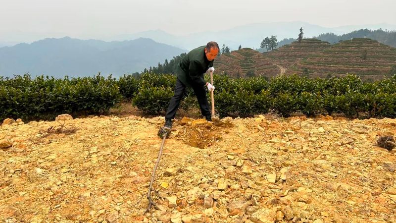 有关于两汪乡:茶园基地点“新绿” 干群协作植树忙的内容(1)