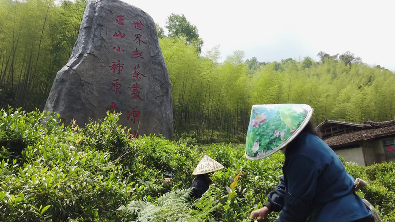 关于世界红茶起源地寻踪光泽红茶品鉴会暨茶文化学者走进光泽活动举办的相关信息(2)
