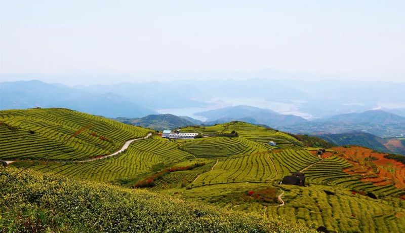 有关于福鼎白茶贡眉之乡茶产业加工园主体工程动工!的内容(2)