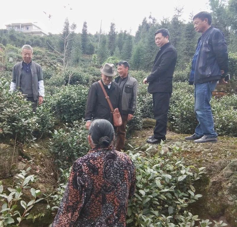 关于四川第一个国家级优良茶种“早白尖”在筠连发现的信息(4)