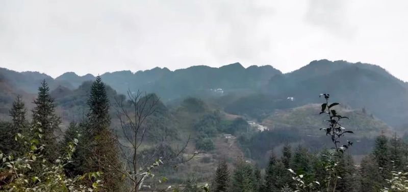 关于四川第一个国家级优良茶种“早白尖”在筠连发现的信息