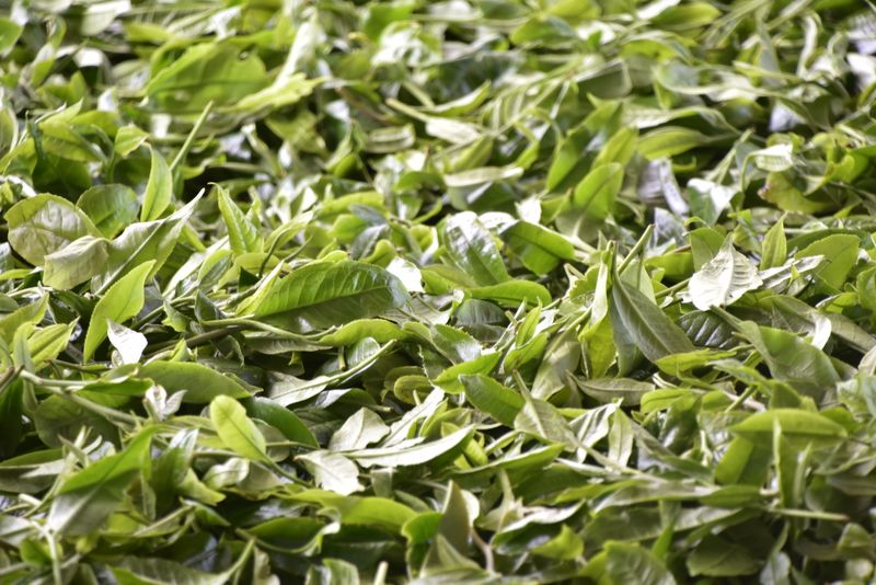 有关于勐海勐宋春茶特点，勐海勐宋2023年古树茶价格的消息(2)