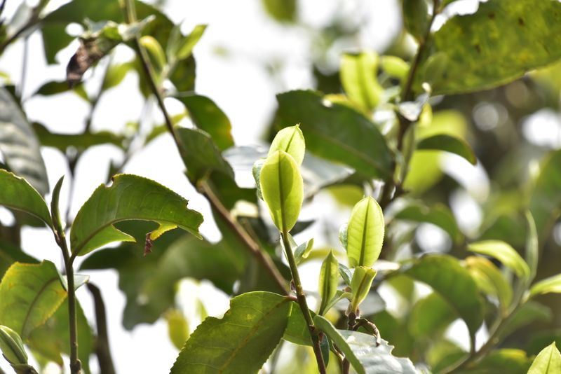 有关于勐海勐宋春茶特点，勐海勐宋2023年古树茶价格的消息