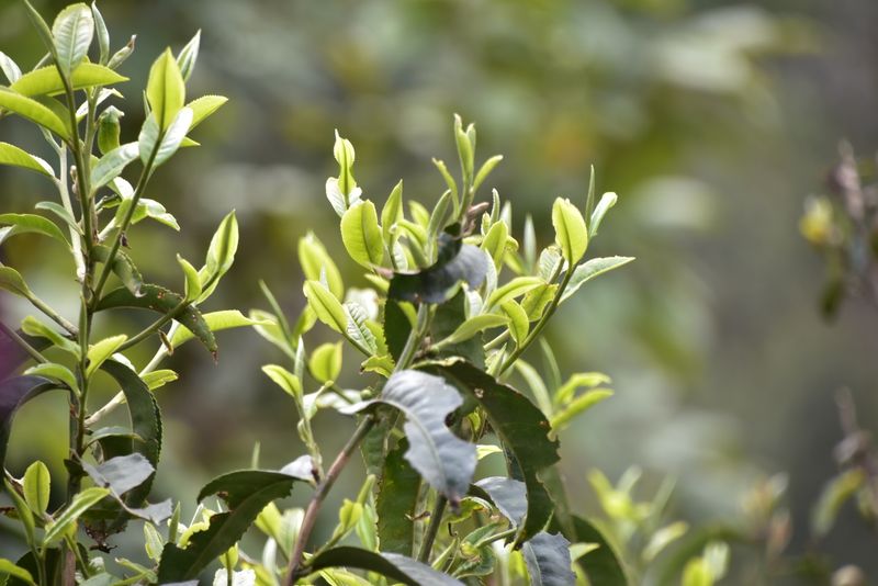 有关于勐海勐宋春茶特点，勐海勐宋2023年古树茶价格的消息(1)
