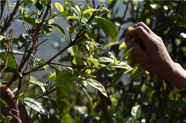 有关于镇沅千家寨古树春茶价格2023年的信息