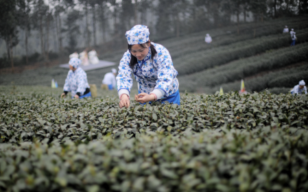 有关于“峨眉山茶”飘香开采 抢鲜今春“第一杯”香茗的信息