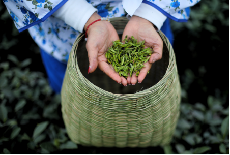 有关于“峨眉山茶”飘香开采 抢鲜今春“第一杯”香茗的信息(2)
